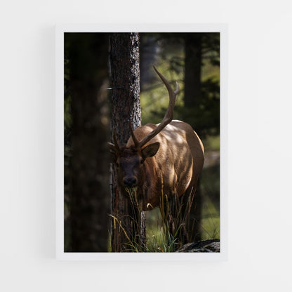 ap-elk-5 cadre Blanc