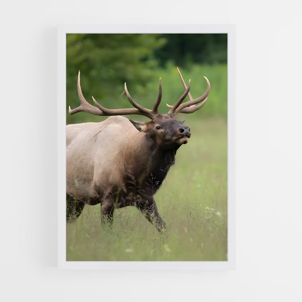 ap-elk-6 cadre Blanc