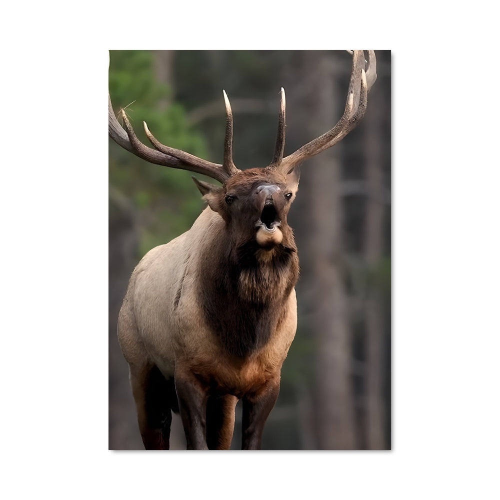 Poster Le Majestueux Élan