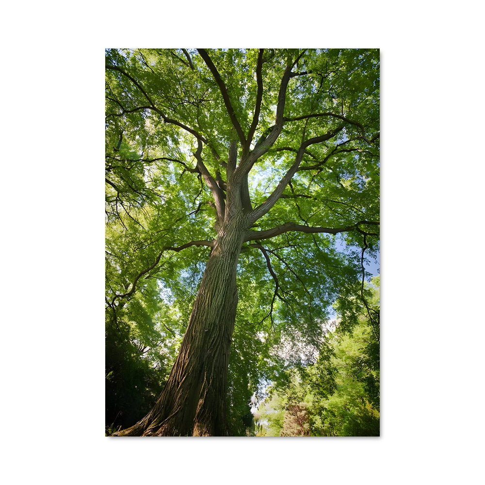 Poster L'Imposant Orme