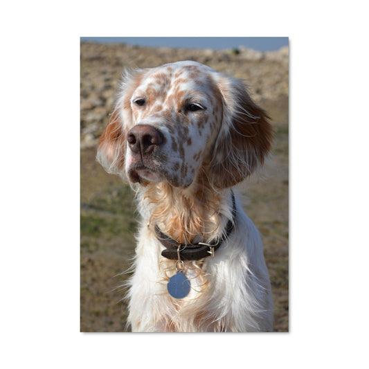 Poster Setter Étoilé