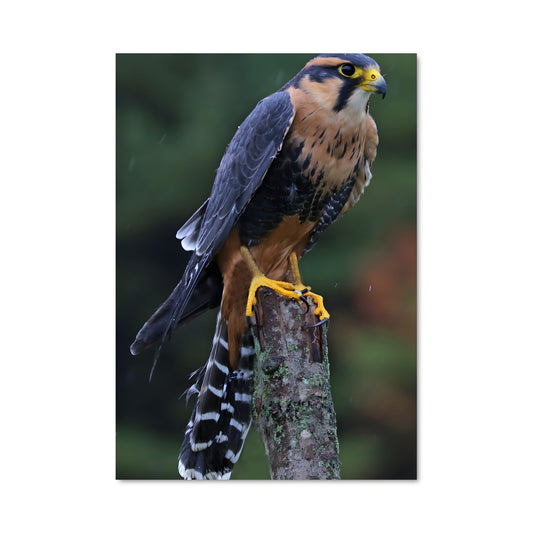 Poster Pluie de Plumes