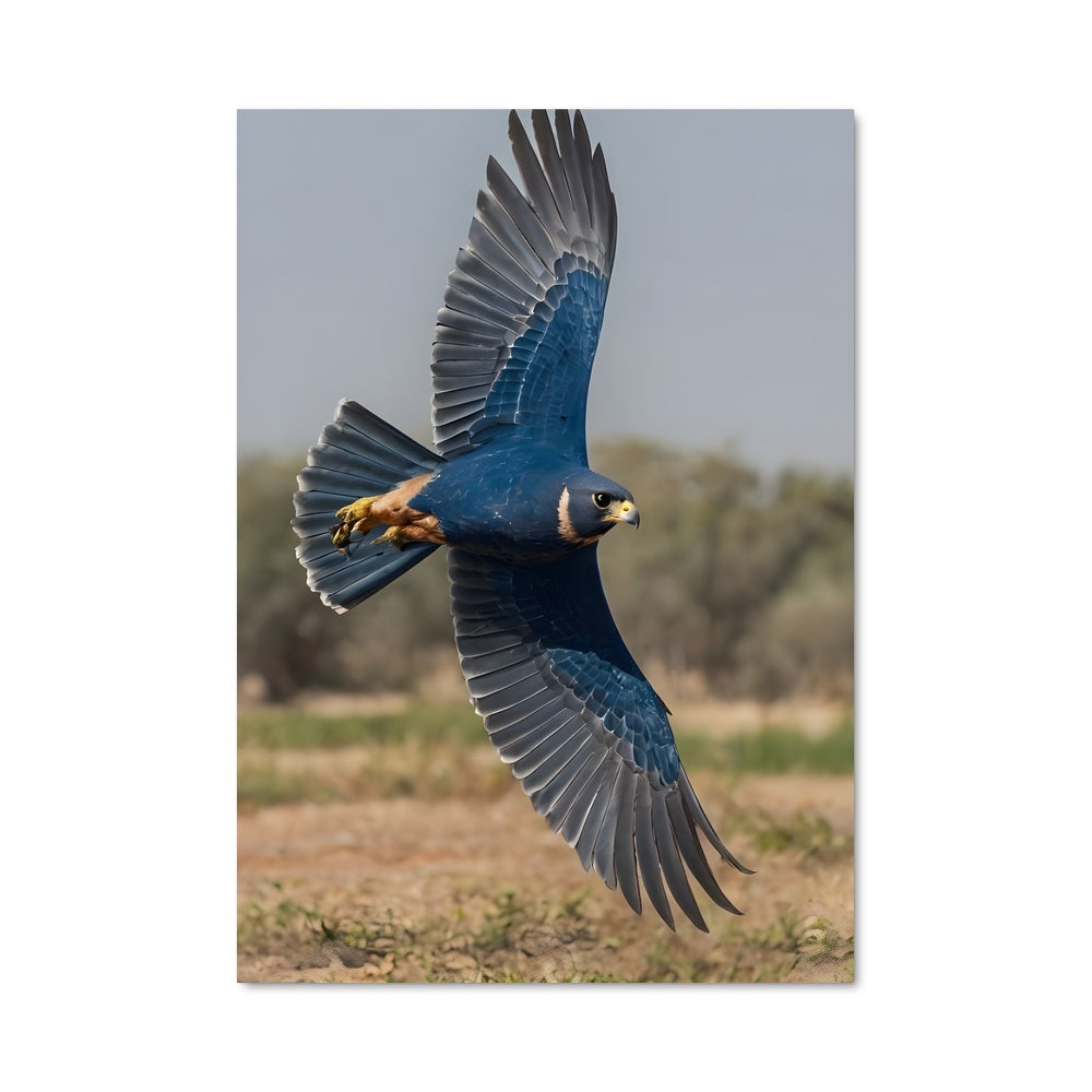 Poster Danse du Faucon