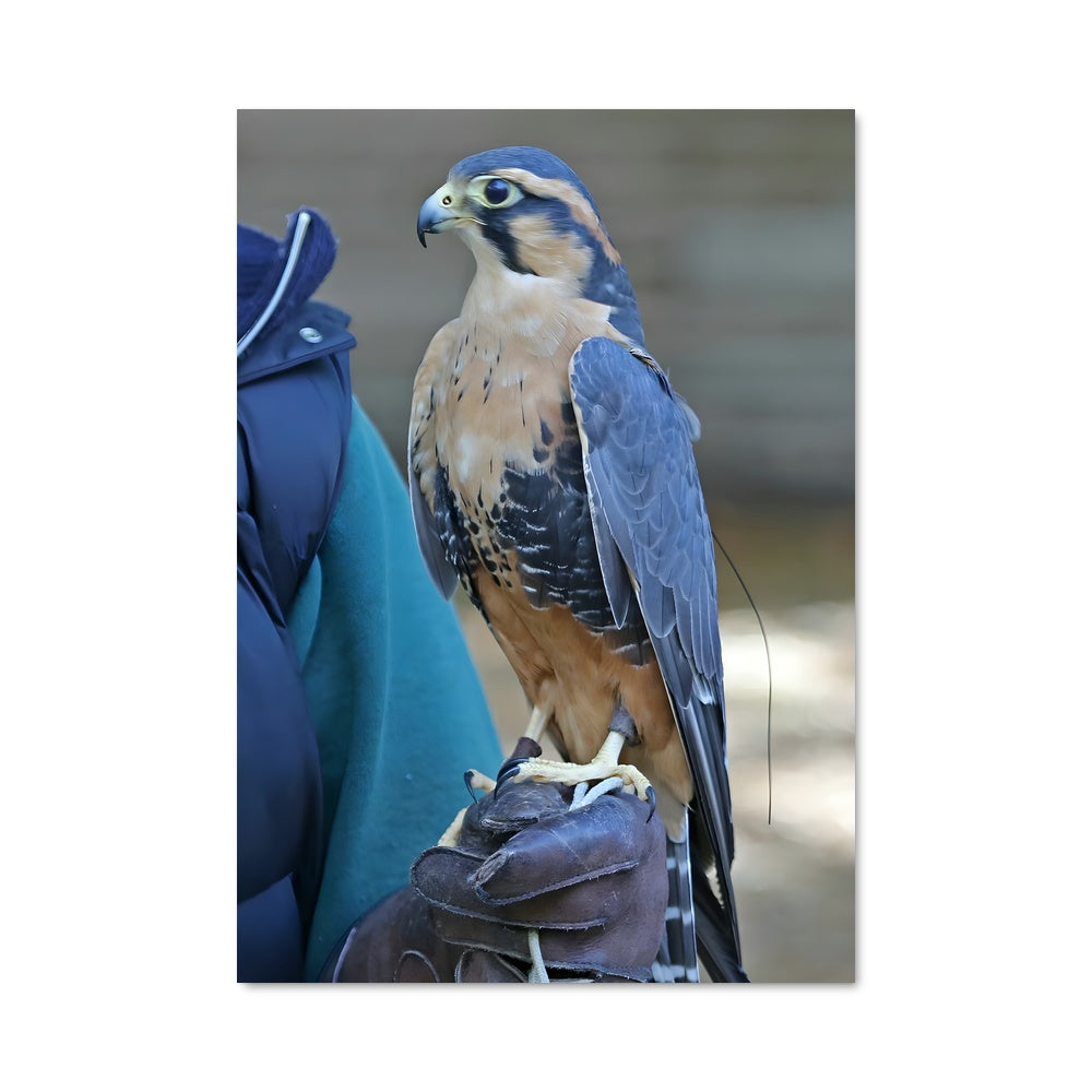 Poster Le Faucon Majestueux