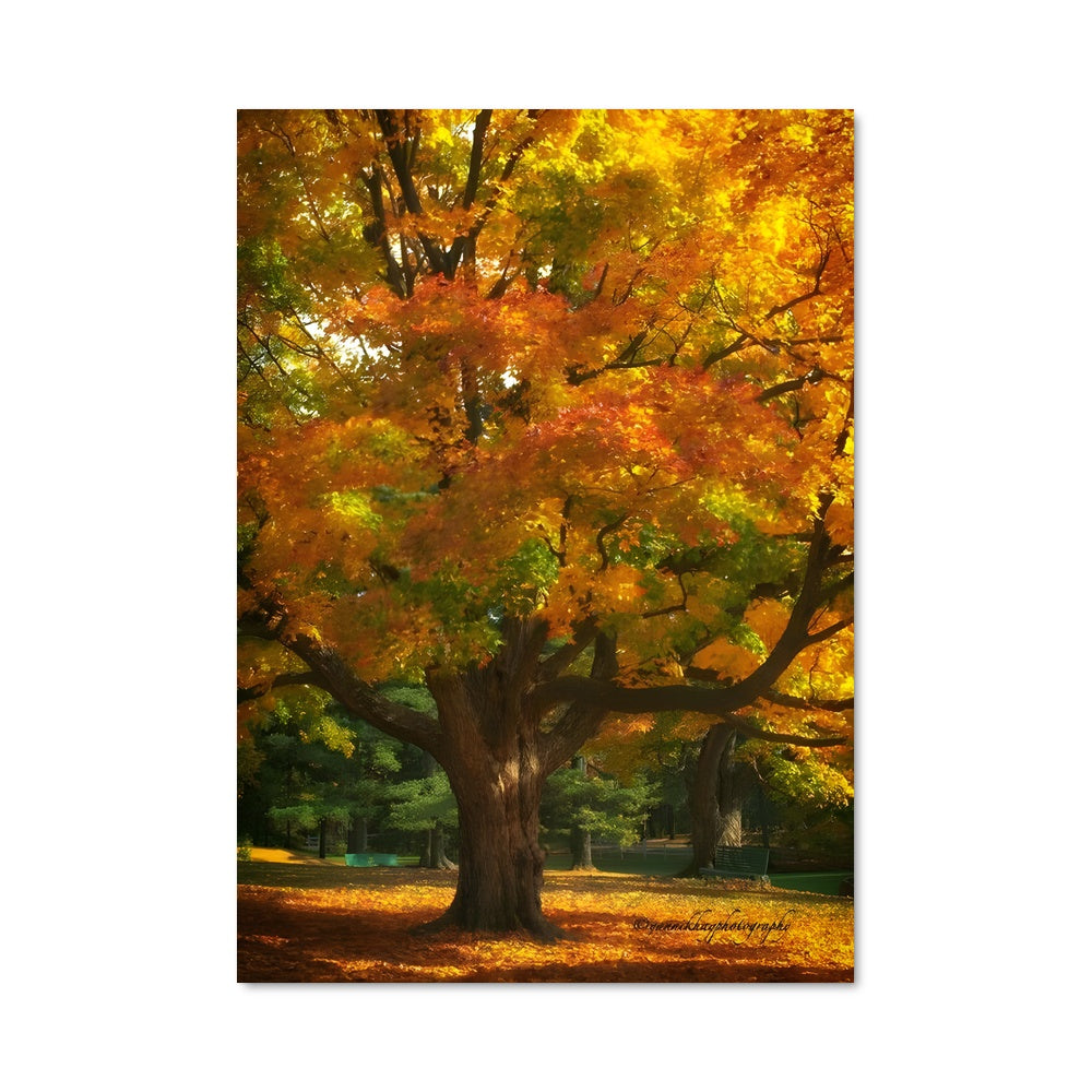 Poster Fall colors 97625