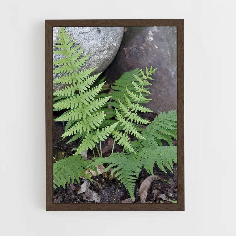 ap-ferns-10 cadre Bois foncé