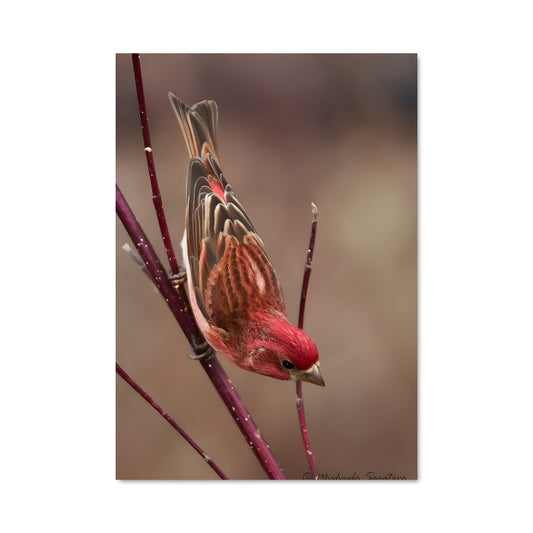 Poster Chant de Mésange