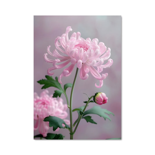 Poster Pivoine Passion