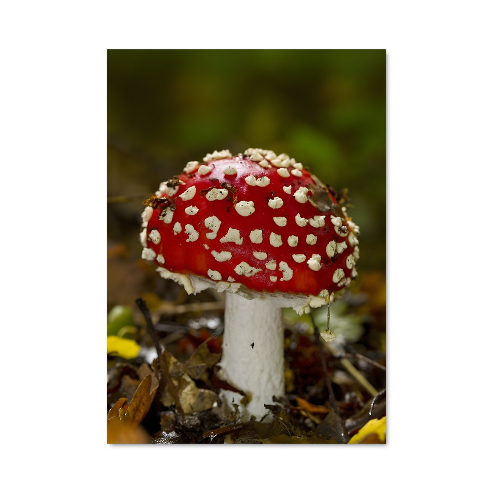 Poster Fly agaric 94232