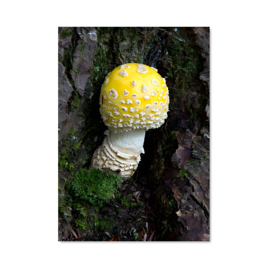 Poster Fly agaric 94225