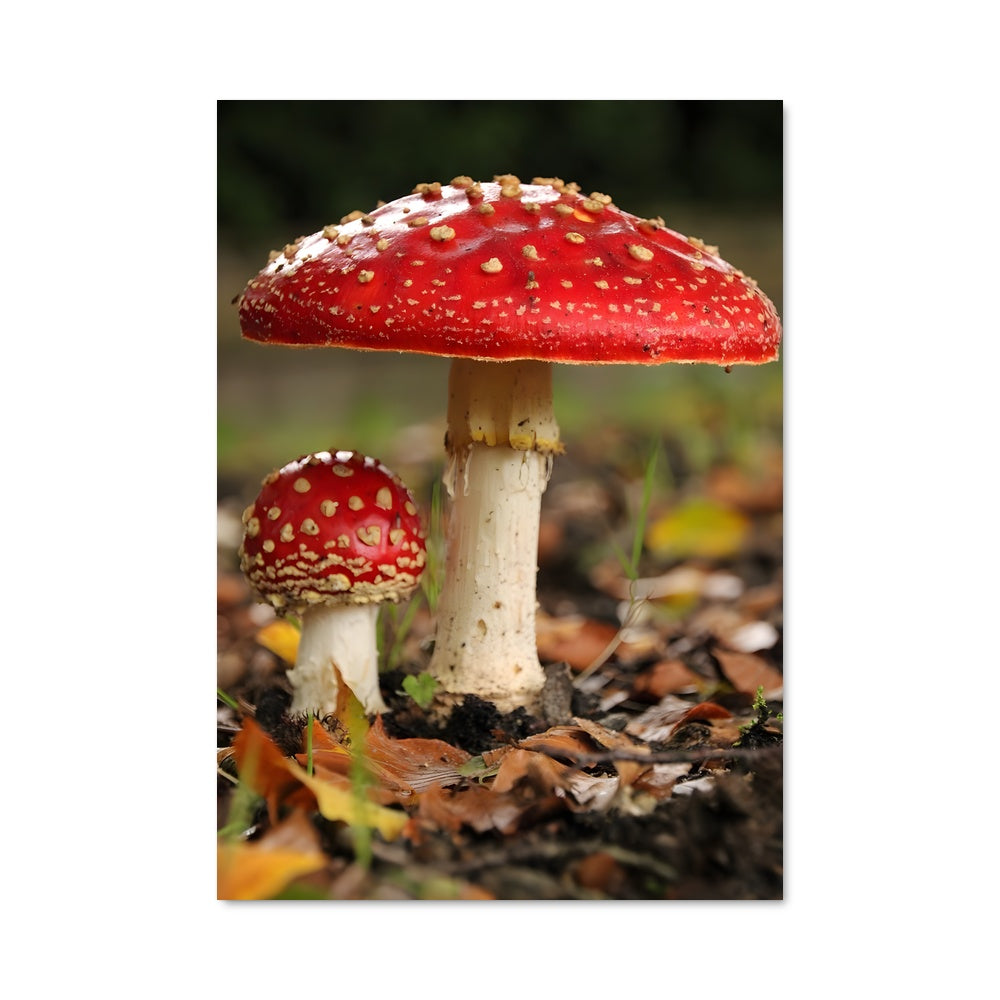 Poster Amanite Étoilée