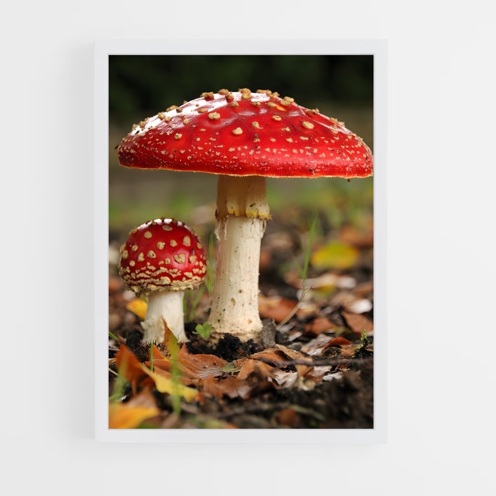 ap-fly agaric-2 cadre Blanc