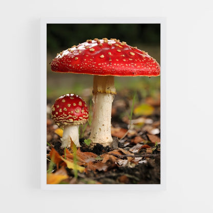ap-fly agaric-2 cadre Blanc