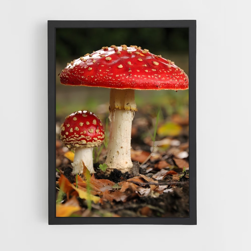 ap-fly agaric-2 cadre Noir