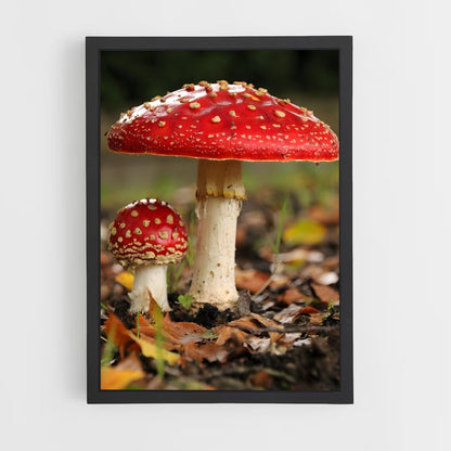 ap-fly agaric-2 cadre Noir