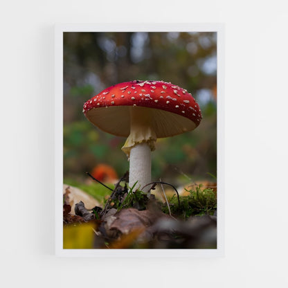 ap-fly agaric-4 cadre Blanc
