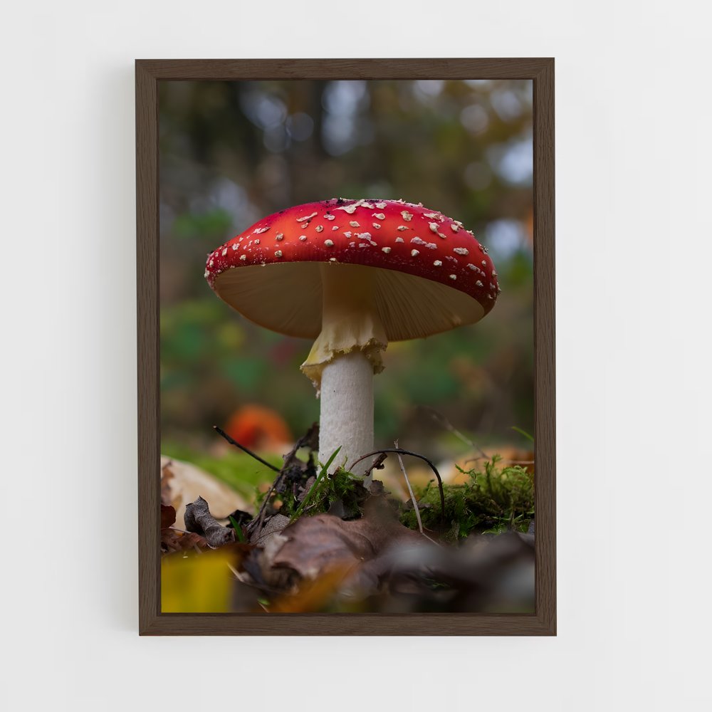 ap-fly agaric-4 cadre Bois foncé