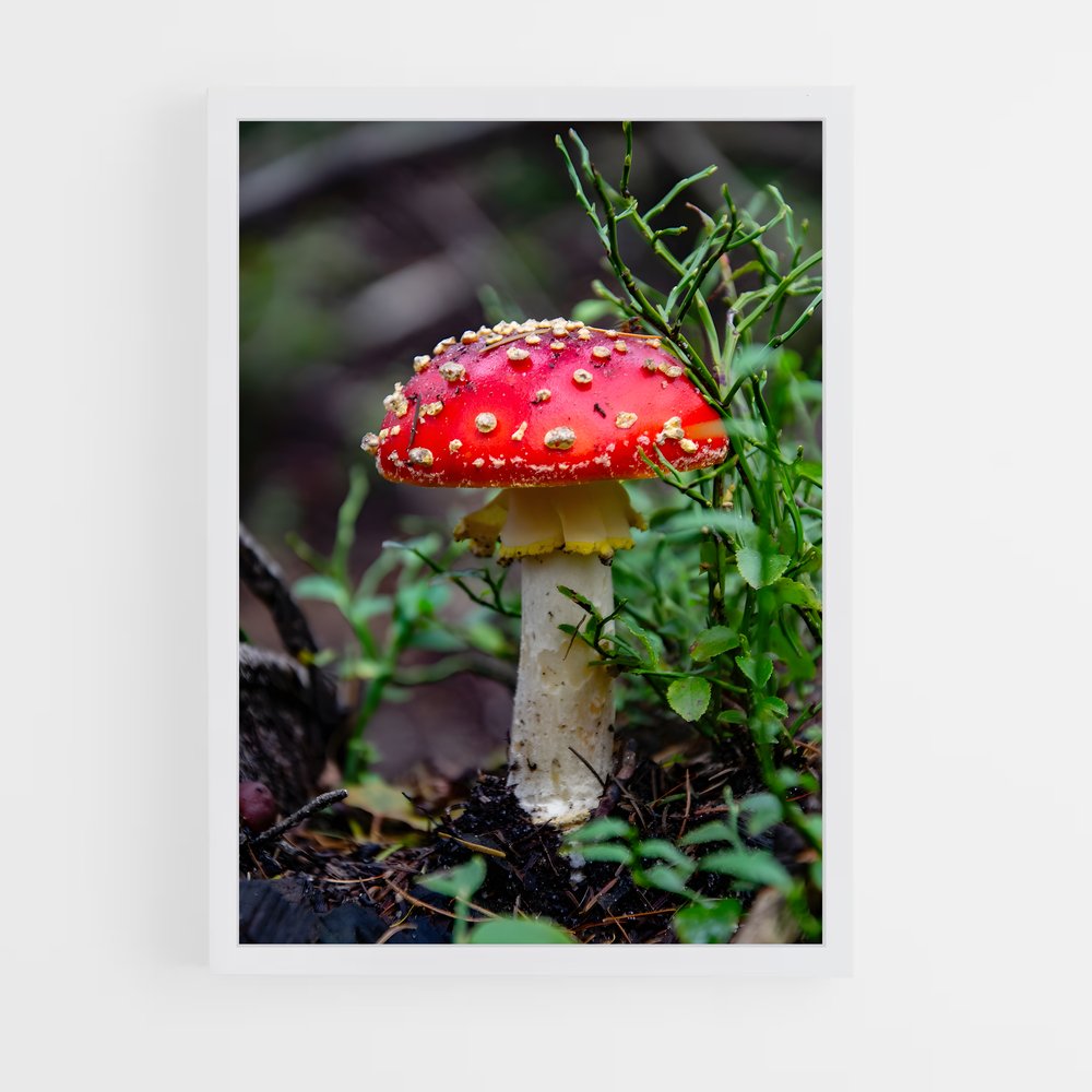ap-fly agaric-6 cadre Blanc