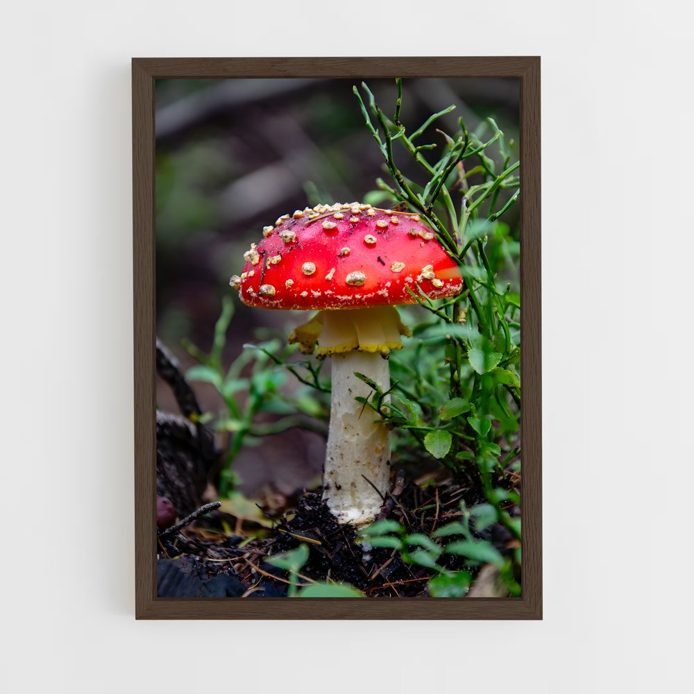 ap-fly agaric-6 cadre Bois foncé