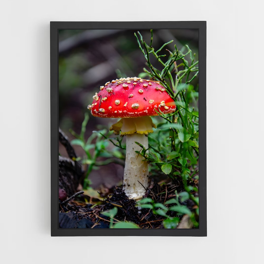 ap-fly agaric-6 cadre Noir