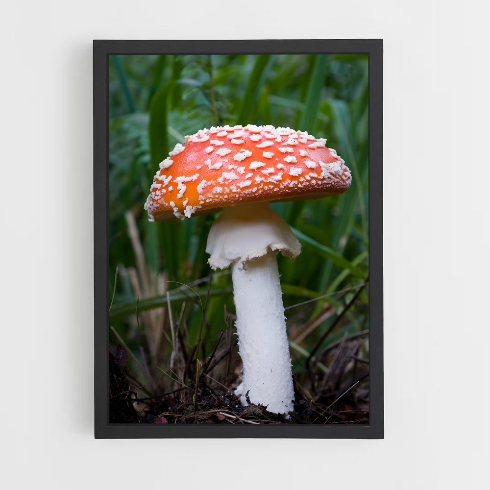ap-fly agaric-7 cadre Noir