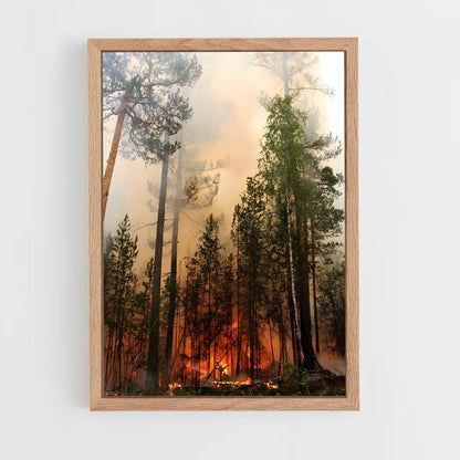 ap-forest fire-9 cadre Bois clair