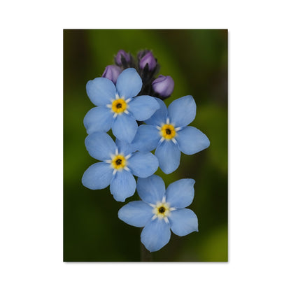 Poster Blue Whisper