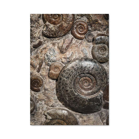 Poster Coquillages Ancestraux