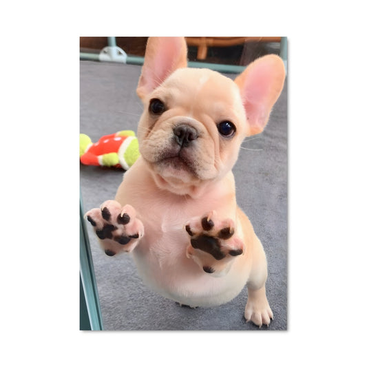 Poster Pattes en L'air