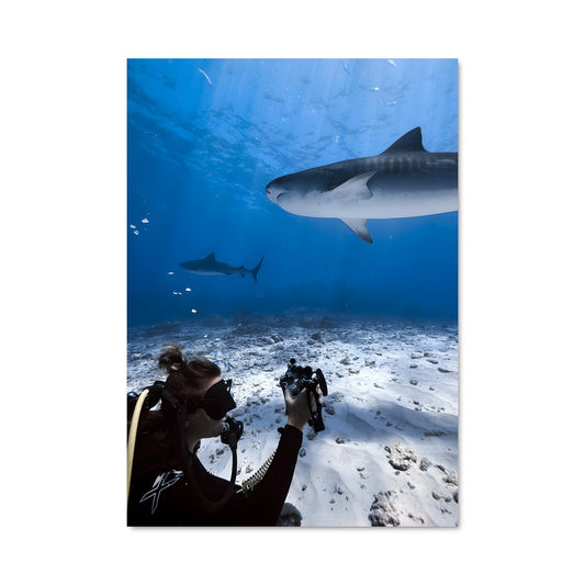 Poster Shark Snapper