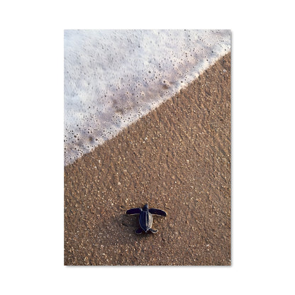 Poster La Petite Tortue