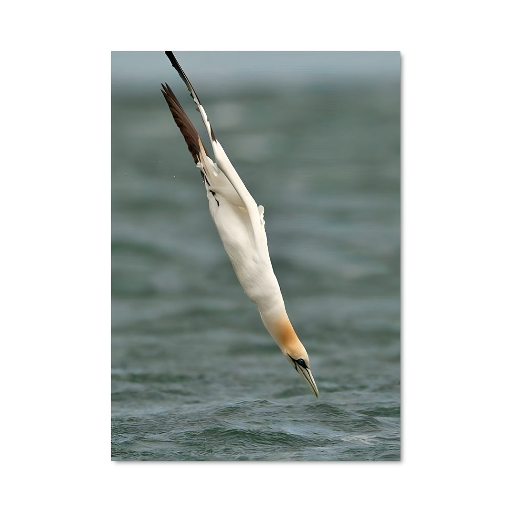 Poster Vol de Gannets