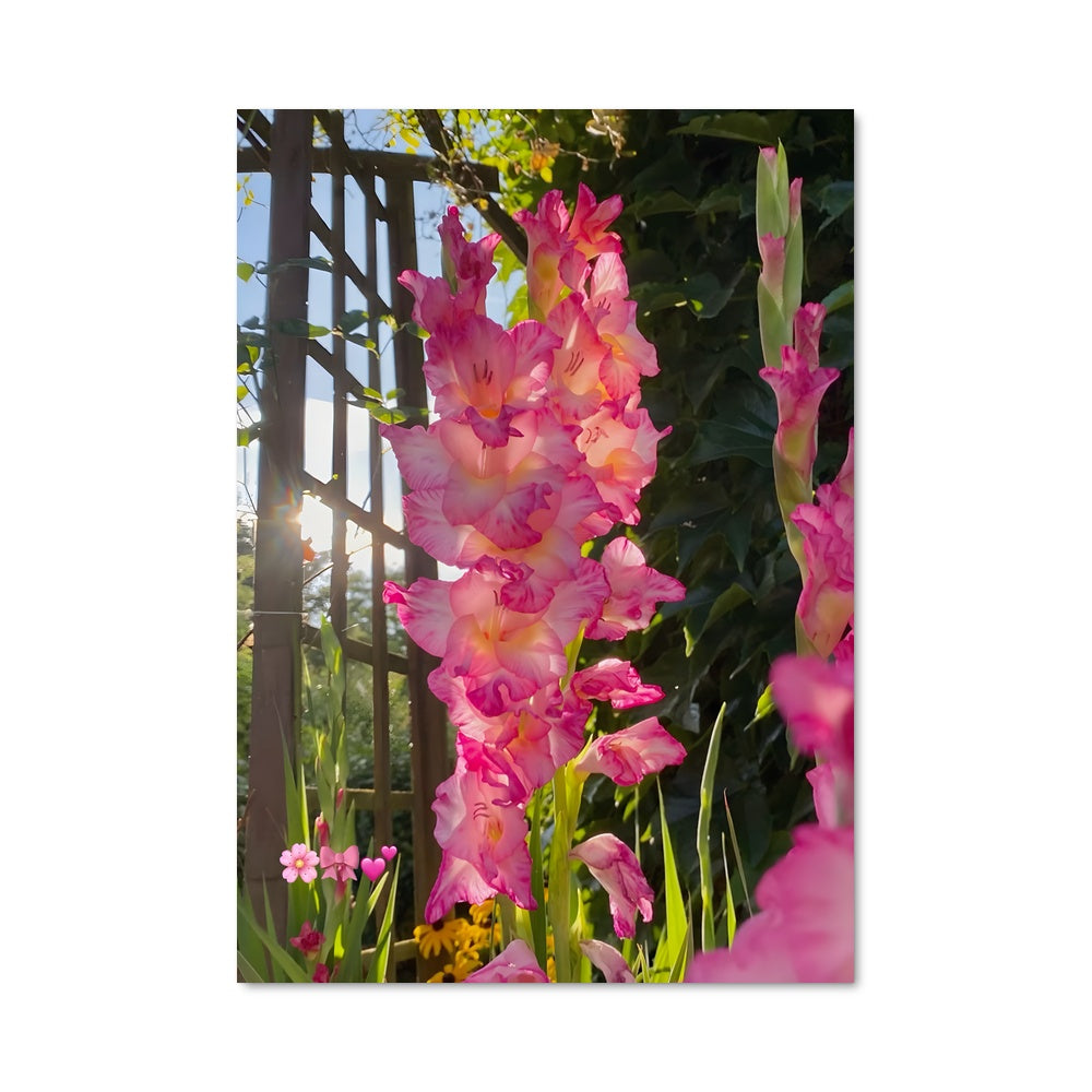 Poster Jardin de Gladioles
