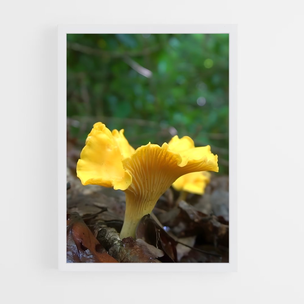 ap-golden chanterelle-1 cadre Blanc