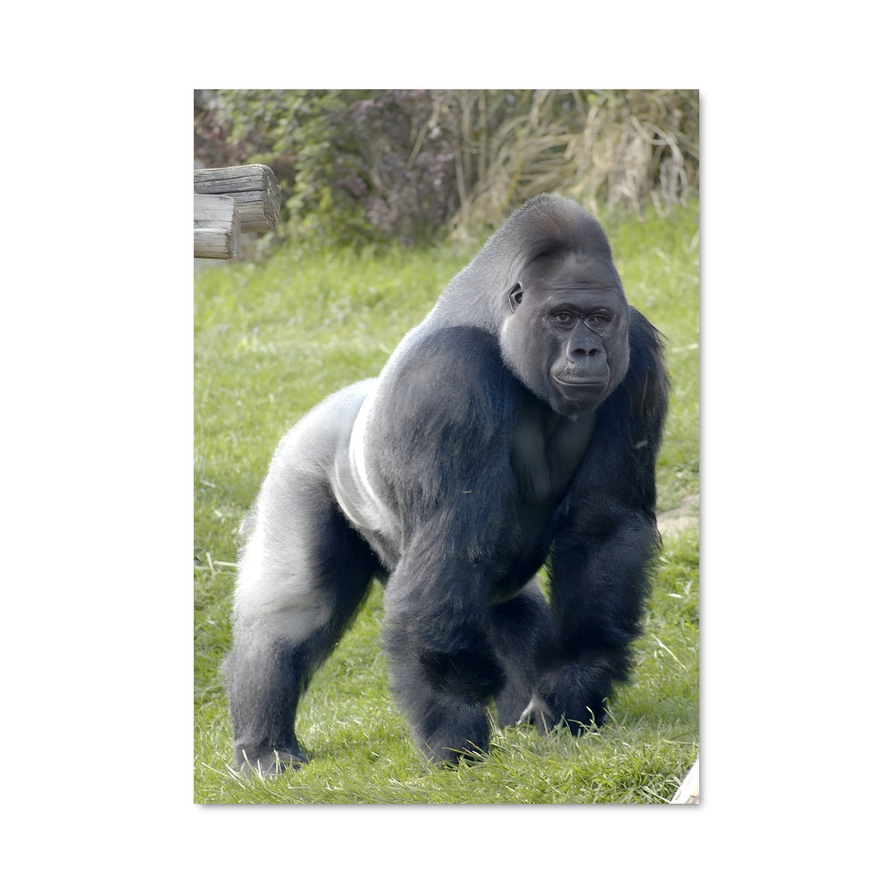 Poster Gorilla Majestueux