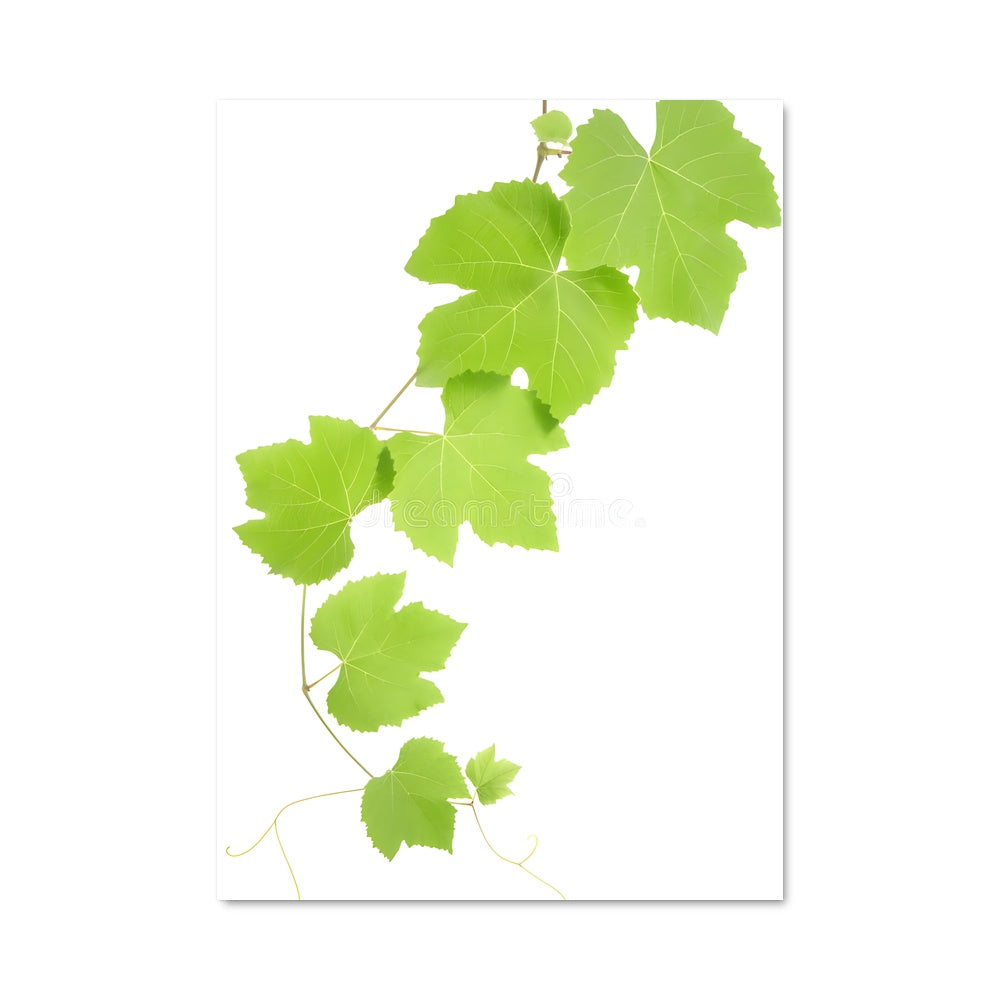Poster Vigne Émeraude