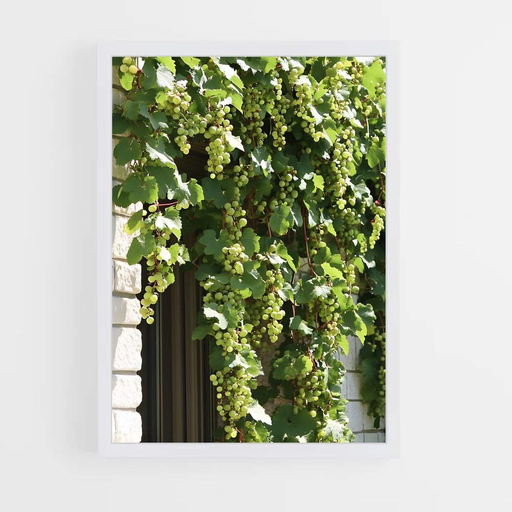 ap-grape vine-4 cadre Blanc