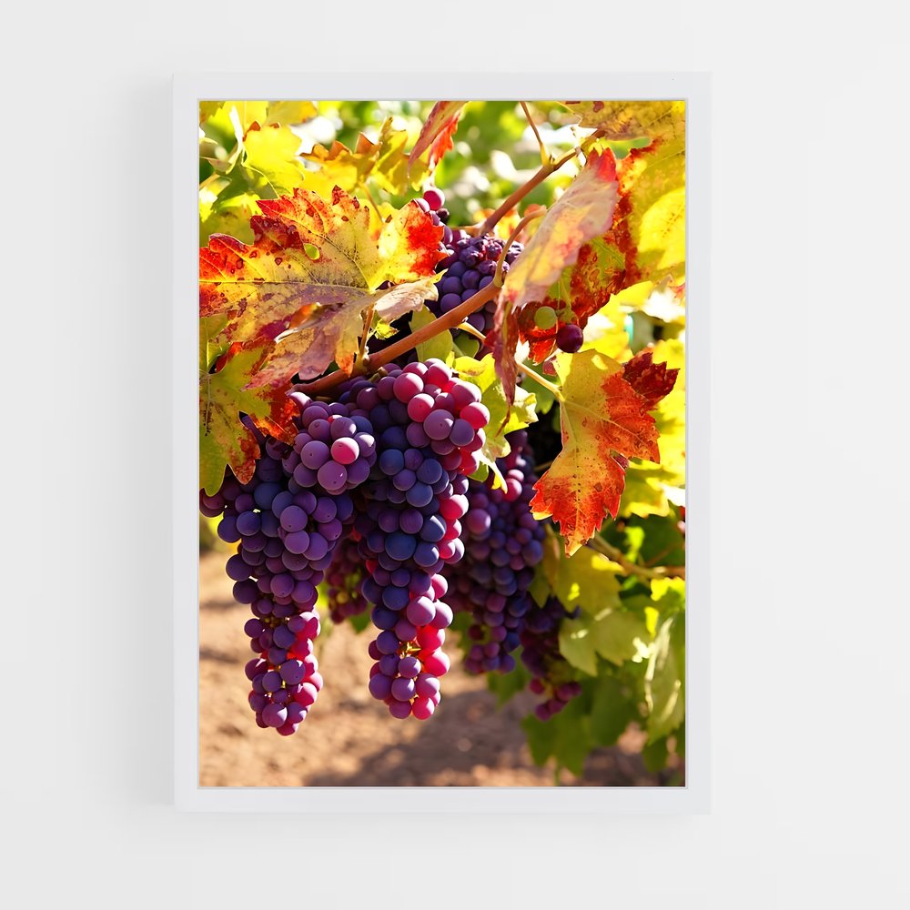 ap-grape vine-7 cadre Blanc