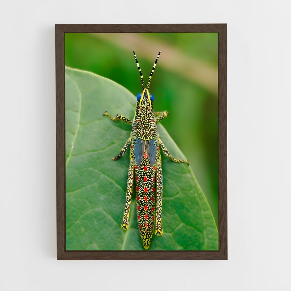 ap-grasshopper-6 cadre Bois foncé