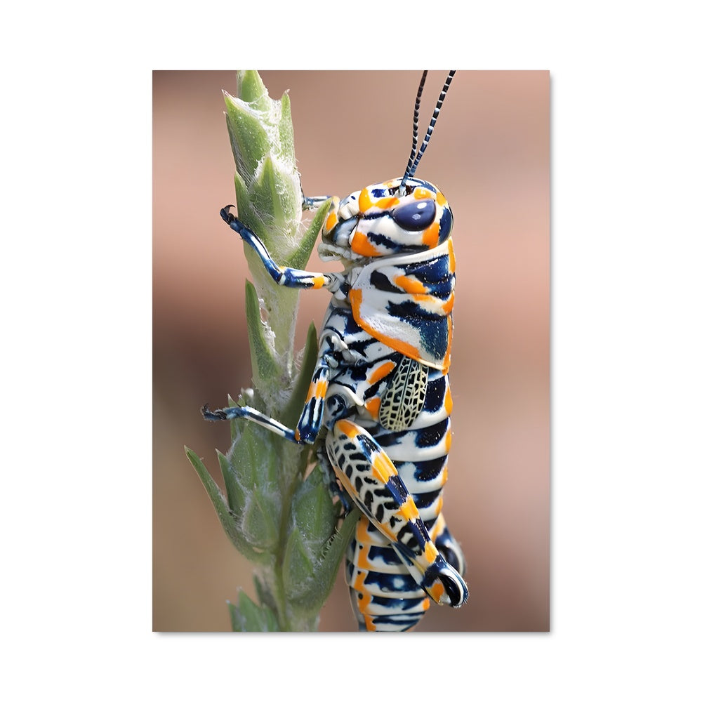 Poster La Sauterelle Colorée