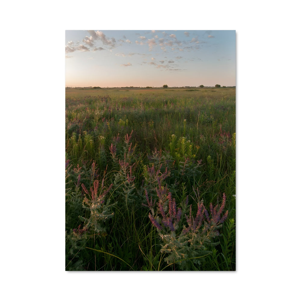 Poster Grassland 97373
