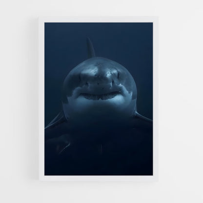 ap-great white shark encounters-1 cadre Blanc