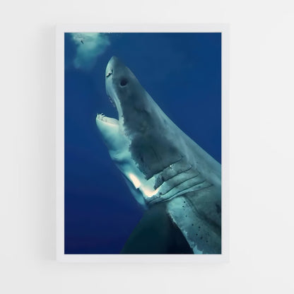 ap-great white shark encounters-2 cadre Blanc