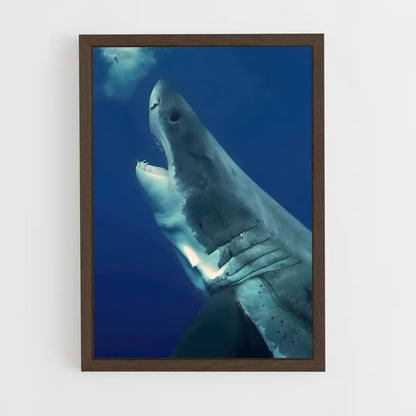 ap-great white shark encounters-2 cadre Bois foncé