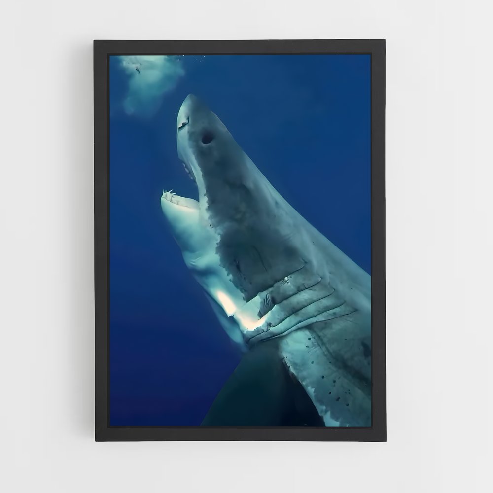 ap-great white shark encounters-2 cadre Noir