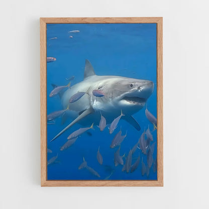 ap-great white shark encounters-3 cadre Bois clair