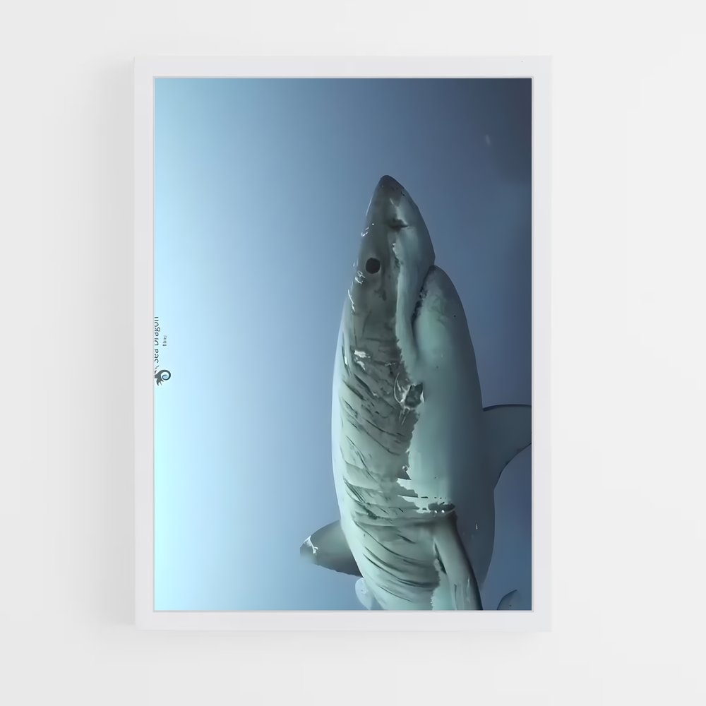 ap-great white shark encounters-4 cadre Blanc