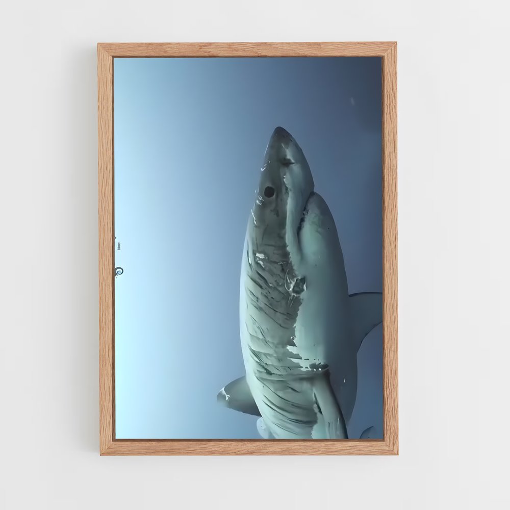 ap-great white shark encounters-4 cadre Bois clair