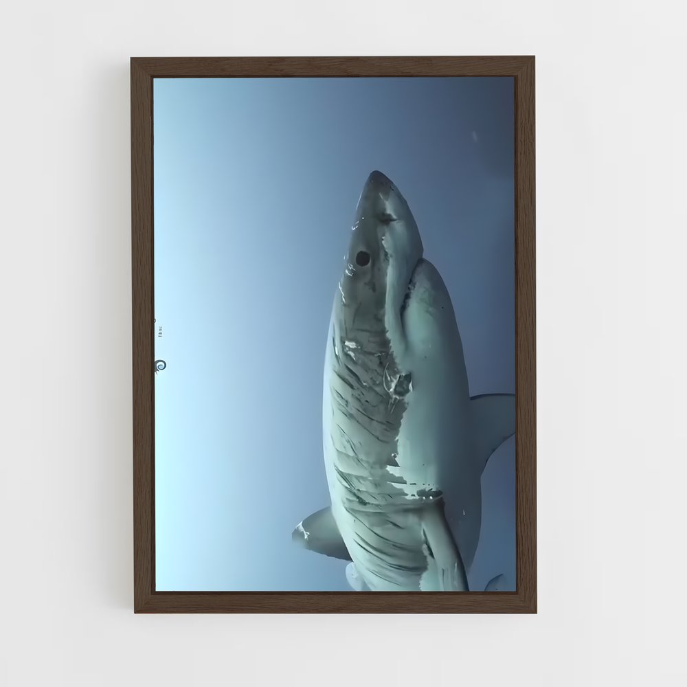 ap-great white shark encounters-4 cadre Bois foncé