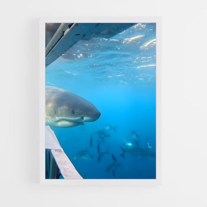 ap-great white shark encounters-5 cadre Blanc